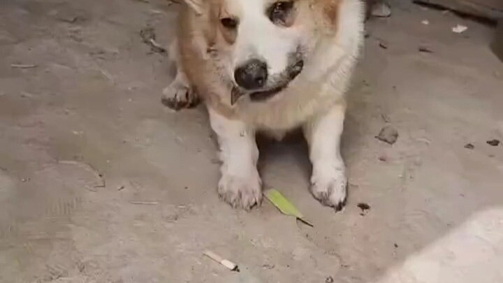 Chú corgi thua cuộc trong trận ẩu đả đã tắt thở, nhân viên chăm sóc giải thích rằng chú corgi đã “tứ