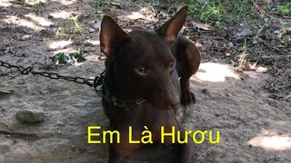 Chú chó nhỏ dễ thương||Phốc Hươu