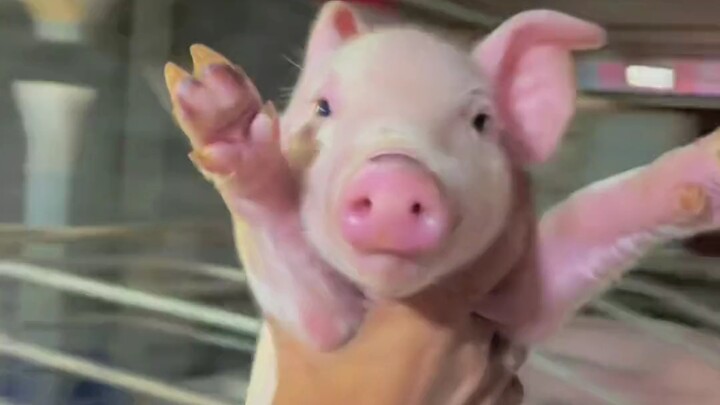 Bắt được mày rồi!