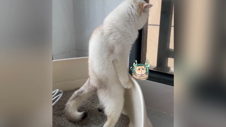 [Cats] Harder Harder It's Coming Out!
