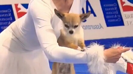 สัตว์เลี้ยงกลายเป็นปีศาจไปหมดแล้ว…