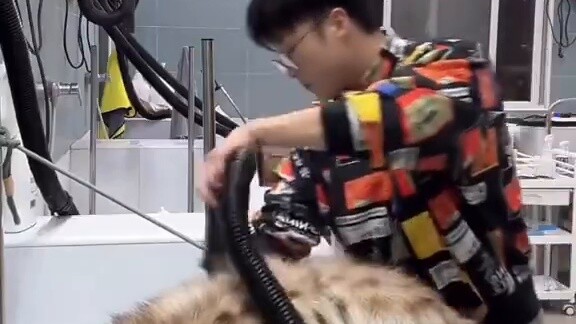 A hyena that was taken to a pet store for care? A baby with a stable mood