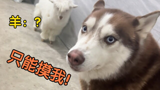 As soon as the husky sees the owner petting the lamb, it immediately gets jealous and chases it away