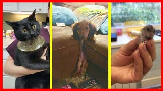 Funny Animal Moments Try Not To Laugh