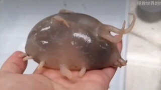 【梨安】这“海猪”简直就是我！我超主包被开盒了😱