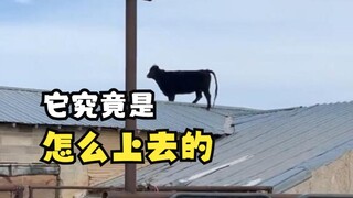 牛到底可以跳多高？