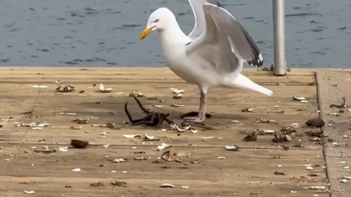 Burung camar yang cerdas, begini caranya memakan kepiting...
