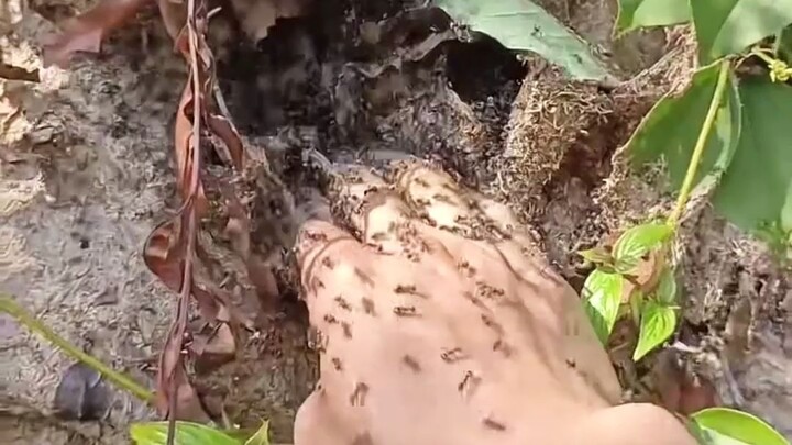 If you come across these holes in the wild, don’t poke around—some of them are extremely dangerous.