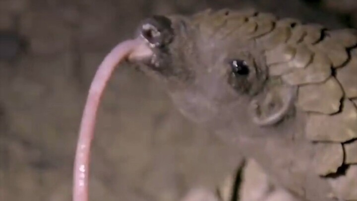 pangolin
