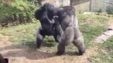 Fascinating Animal Fight Scene: Silverback Gorilla Is Fierce