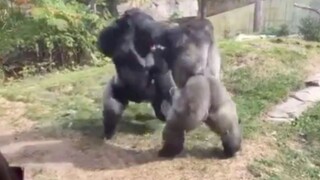 Fascinating Animal Fight Scene: Silverback Gorilla Is Fierce