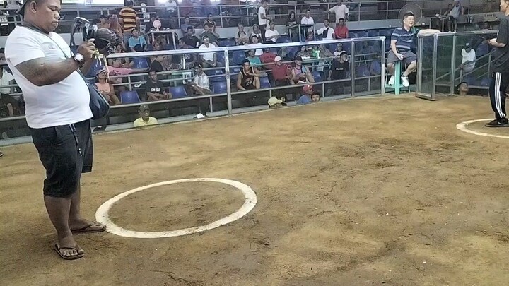 escolin x dl 8monts old  vs cock