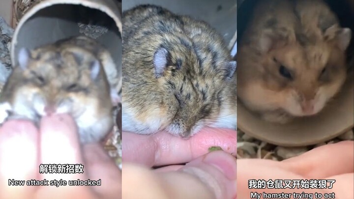Tikus, aku ingin menggigitmu, tikus.