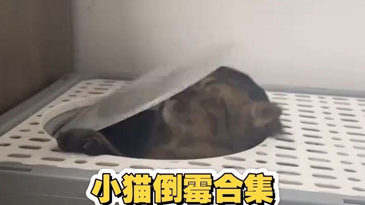 Kumpulan Momen Sial Si Kucing Bodoh, Sampai Ngeri Nontonnya dari Layar—Aduh, Kasihan! Petting deh!