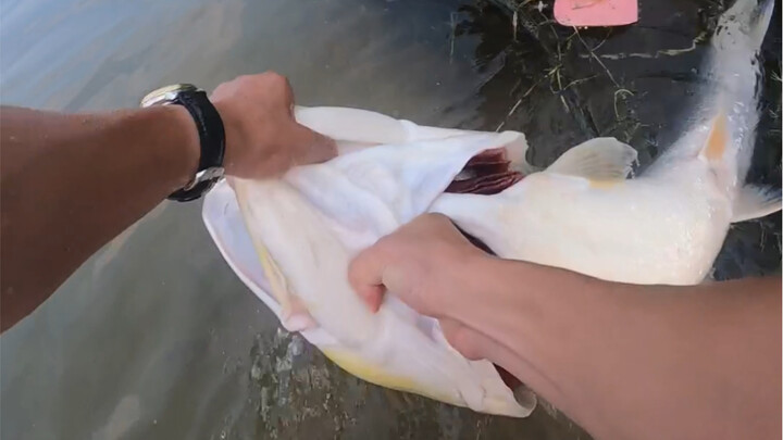 Master Berlatih Menangkap Dua Ikan Tengadak Ukuran Meteran, Bagikan Rahasia untuk Mencapai Level Met