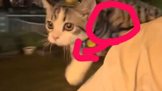 doraemon asli#zaintemanime #reaction #reactionvideo #lucu #videolucu #fyp #jowo #wongjowo #kucing