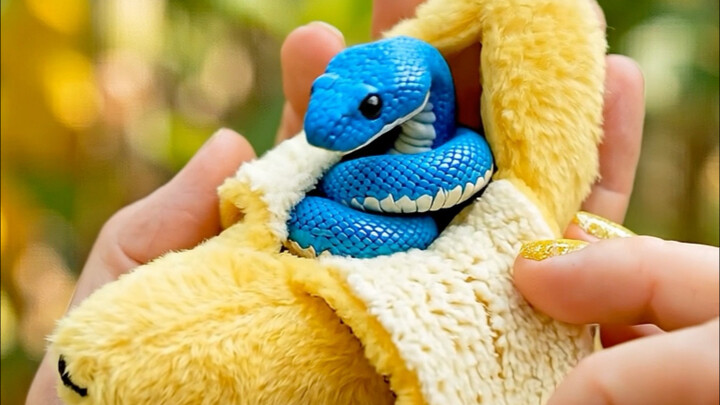 The twelve-zodiac-pet fruit collection is here!