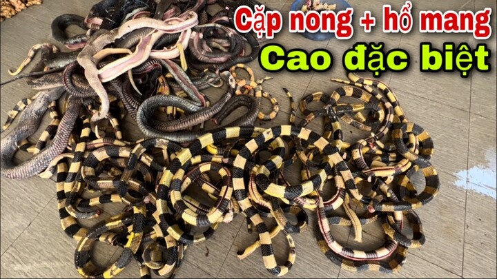 Kết Hợp Rắn Hổ Mang Và Cặp Nong Tạo Lên Nồi Cao Rắn Đặc Biệt Trị Bệnh Xương Khớp