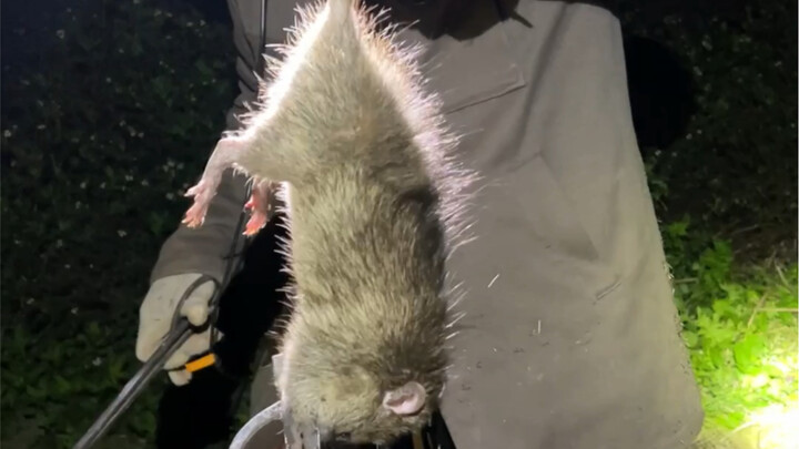 The young man caught a king rat, but this one probably can’t be bitten.