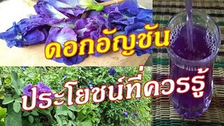 "อัญชัน" 10 ประโยชน์จากดอกอัญชัน/ลดนํ้าตาลในเลือด-ต้านมะเร็ง//ครัวป้าจิต
