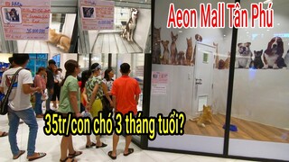 Chuyện lạ: Siêu thị đầu tiên tại Việt Nam Bán Chó cưng giá 35 triệu/con ở AEON Mall Tân Phú