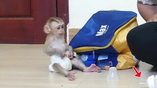 Most patient baby monkey Maki looking eagerly for mom mixing milk