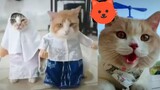 Kucing Lucu Pakai Kerudung Menyambut Ramadhan | Funny Cute Cat And Kitten