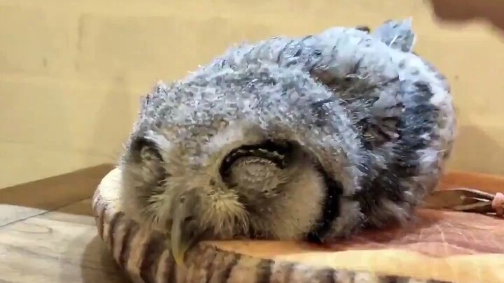 Burung hantu yang sedang tidur