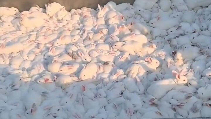 Rabbit Compilation Record