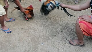 LILONG REGULAR GRAY SPAR