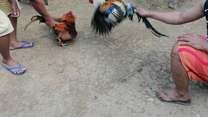 LILONG REGULAR GRAY SPAR