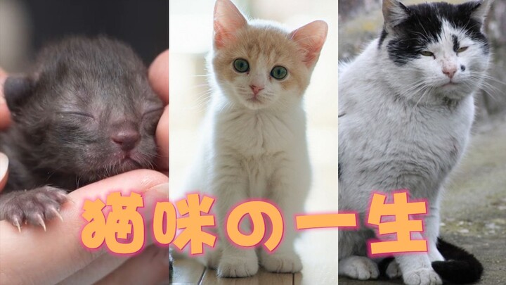 [Science] A Lifelong Look at Cats: How to Determine a Cat’s Age