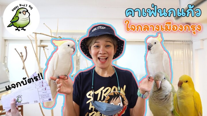 คาเฟ่นกแก้ว ในกรุงเทพ (เอกมัย) @Happy Bird's Day Cafe