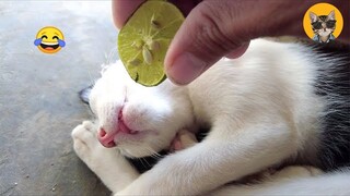 Funniest Cat Videos That Will Make You Laugh| Pets House