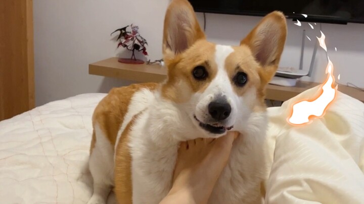 Pet | Corgi's Daily Life with Master