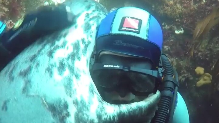 Little seal earns another merit point!