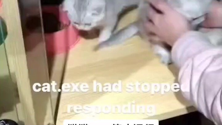 สมองหยุดทำงาน? โมเม้นท์น่ารักขี้เล่นของเจ้าเหมียวตัวน้อย!