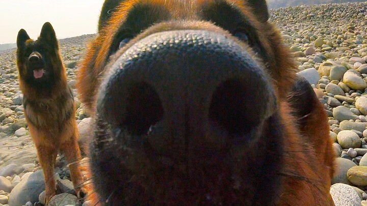 เป็นที่ทราบกันดีว่าเยอรมันเชพเพิร์ดชอบเล่นกับหิน ดังนั้น...