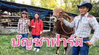 ไล่วัวงามๆเข้าคอก ยามแลงกับบัญชาฟาร์ม|cow|brahman|ช่องชัดเจนฟาร์ม|