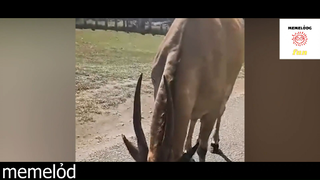Hông thấy đau hả trời 2TK #funny