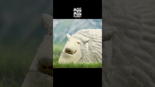 Sheep - MOGMOG PLANET Observation Diary | It's Anime #shorts #anime #animals