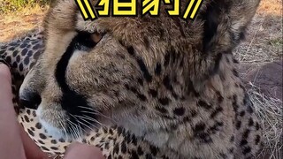 Why aren't cheetahs afraid of humans?