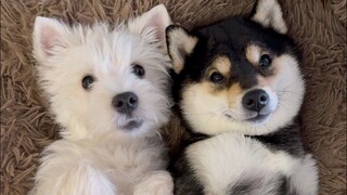 Dog massage in black and white, doubly cute~