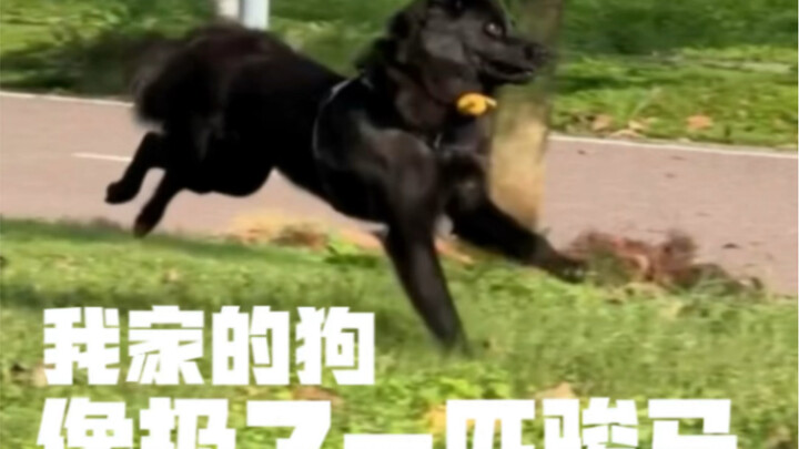 كيف يكون شيو غاو الذي يحمل روح الخيل السريعة؟