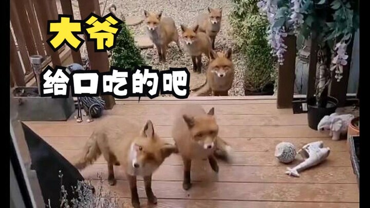 Little Animals’ Leisure Time!