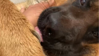 Sangat asam hahahaha