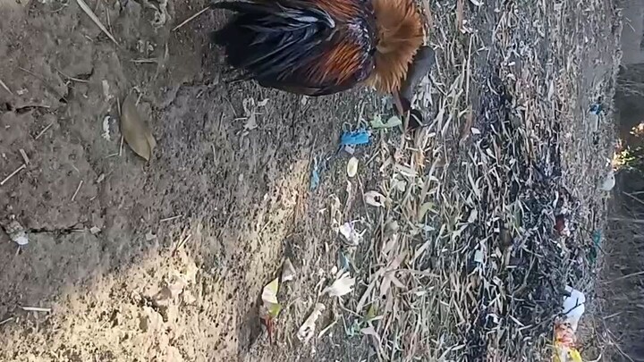 1xwinner Texas putol mga daliri sa isang paa VS. Standard size Bantam