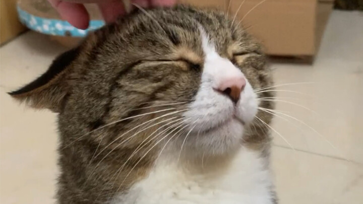 摸摸猫头 万事不愁