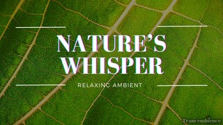 Green Nature's Peaceful Beauty | Lawn Green Forest Ambiance