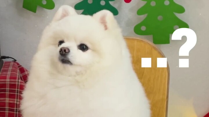 A bonfire date on the balcony with my Pomeranian—did the pup actually get drunk?!